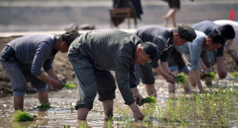 group of farmers transplanting rice seedlings in a flooded paddy field bending over with wet feet